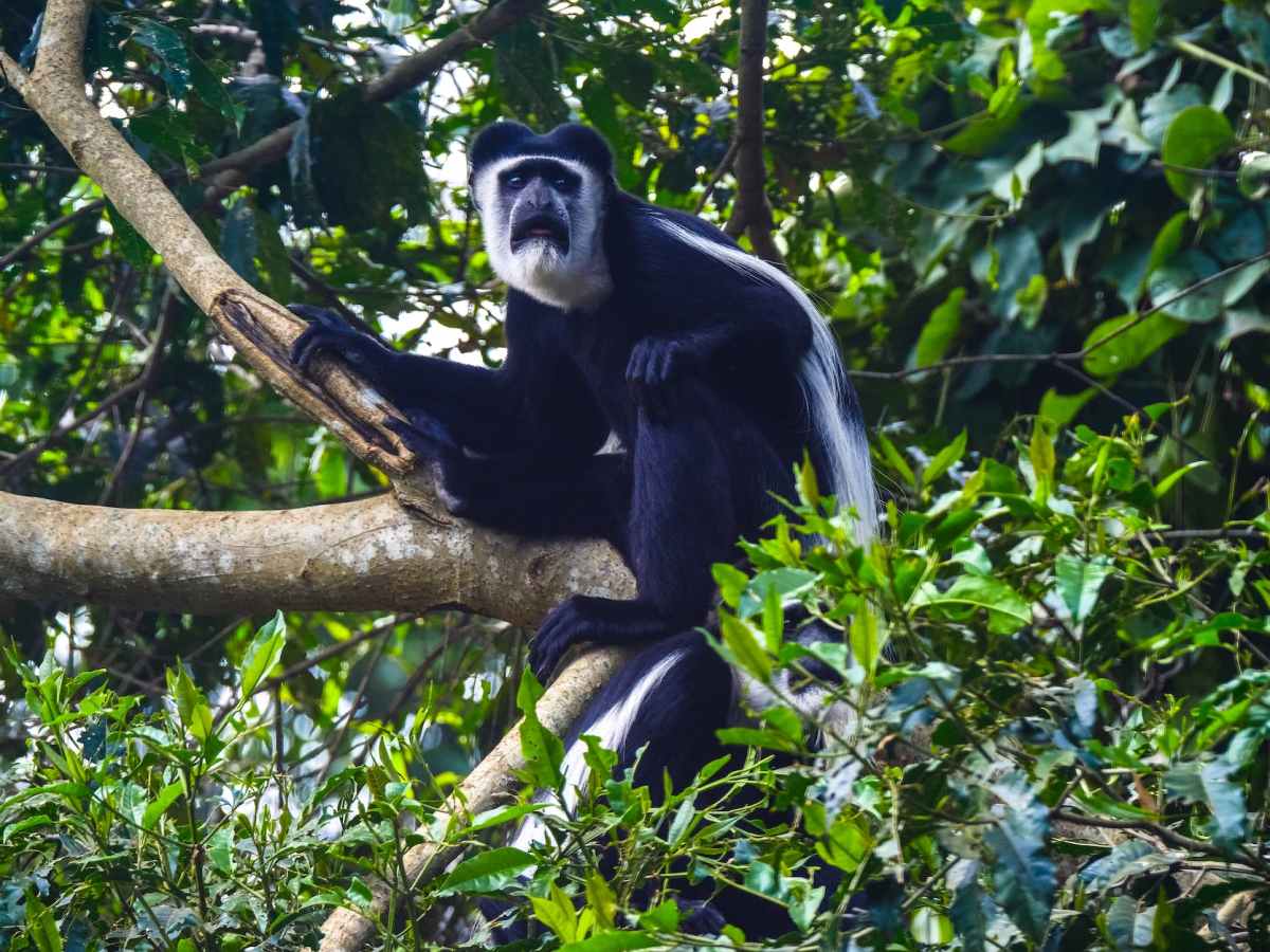 GYP Travel Series: Kakum National&nbsp;Park